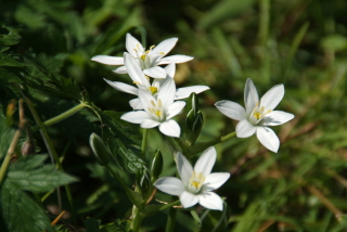 Ornithogalum umbellatumGewone vogelmelk bestellen